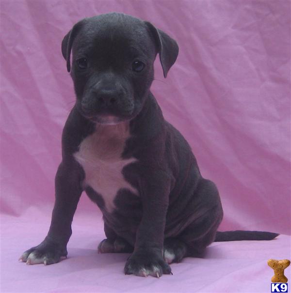 American Pit Bull Puppies in NC